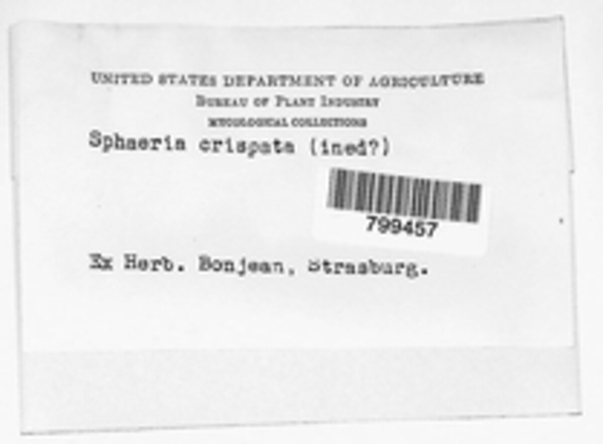 Trichocladium crispatum image